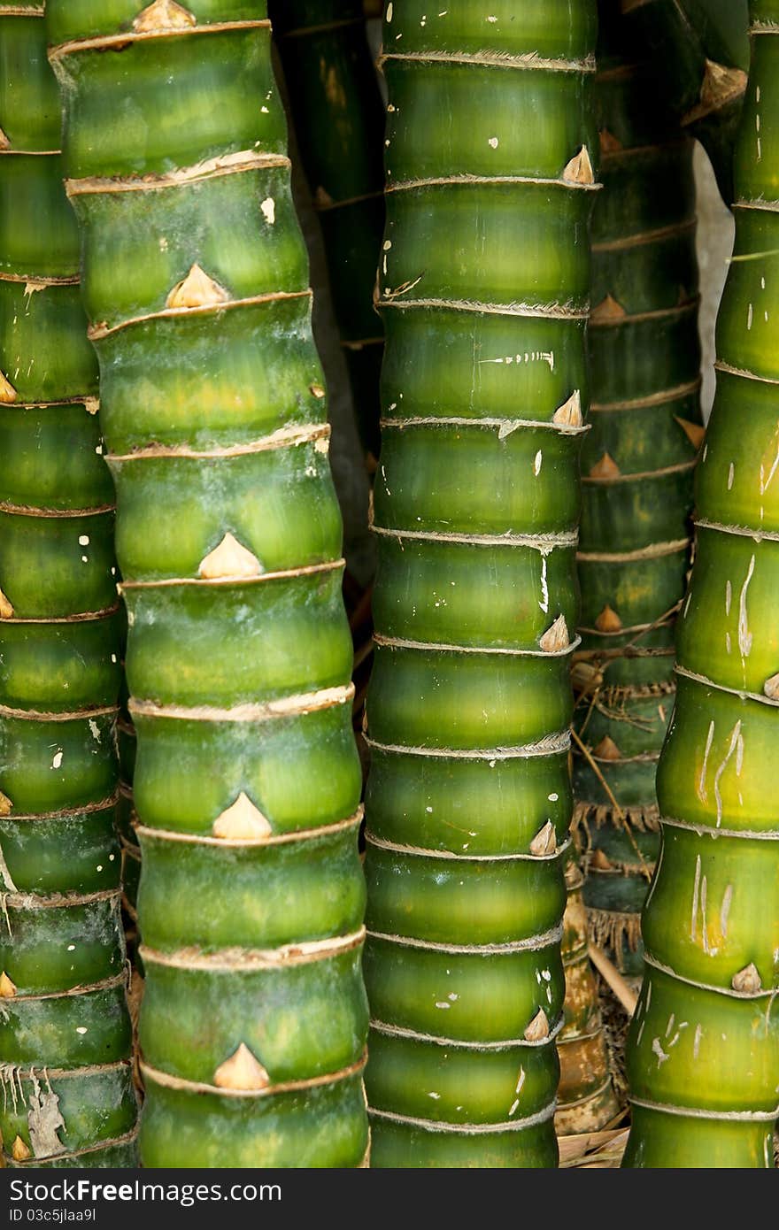 Bamboo green trees