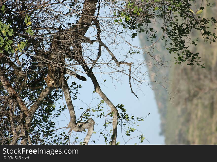 Leopard in tree