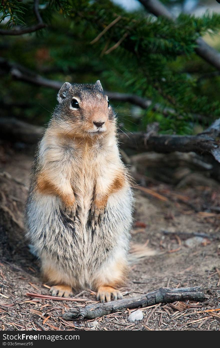 Canadian Ground Squirrel standing to attention