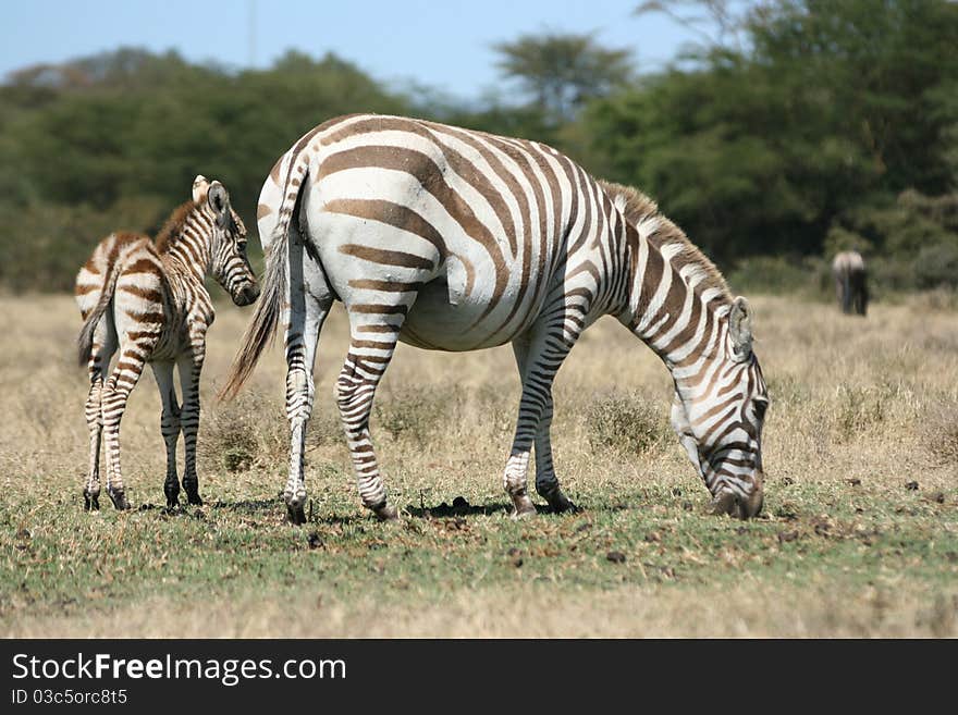 A small zebra with the mother near lake naivasha. A small zebra with the mother near lake naivasha