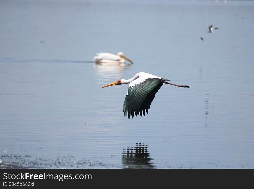 A flying African Nimmerzat above the water of lake nakuru