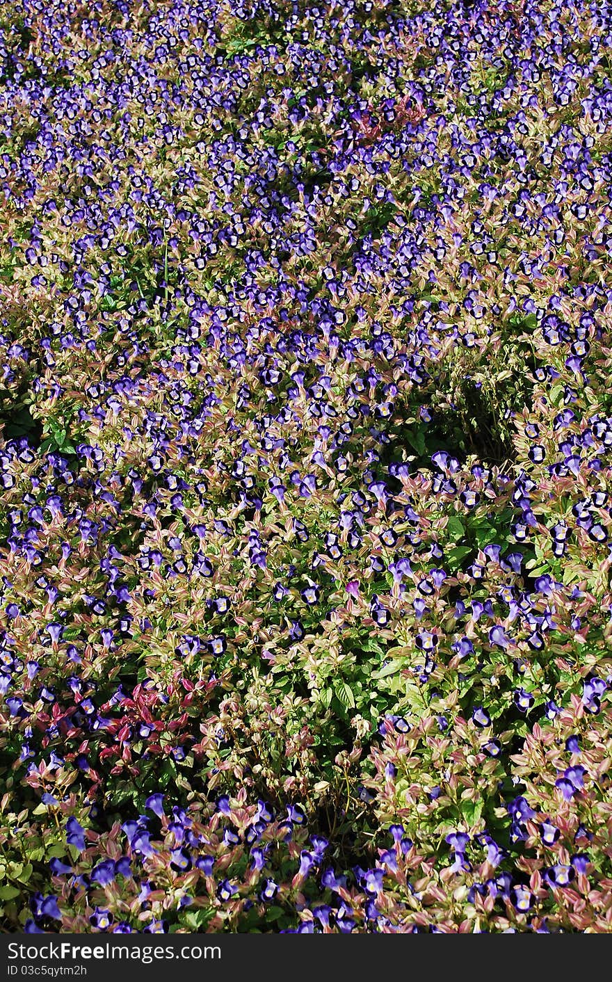 Flower blue bed is photographed from above at the moment of spring blooming. Flower blue bed is photographed from above at the moment of spring blooming.