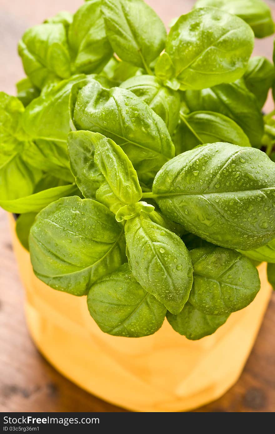 Photo of fresh green basil with water drops on it