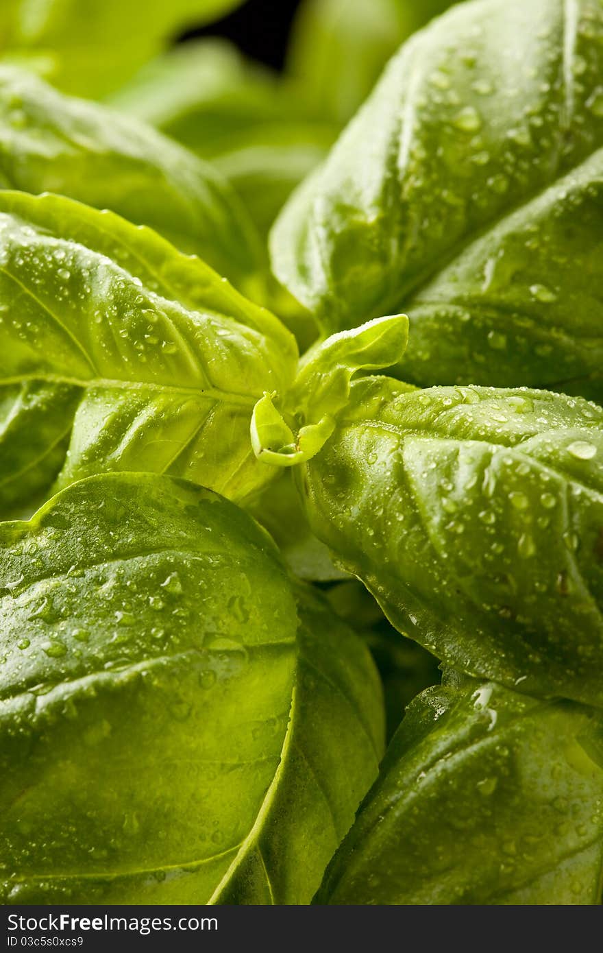 Photo of fresh green basil with water drops on it