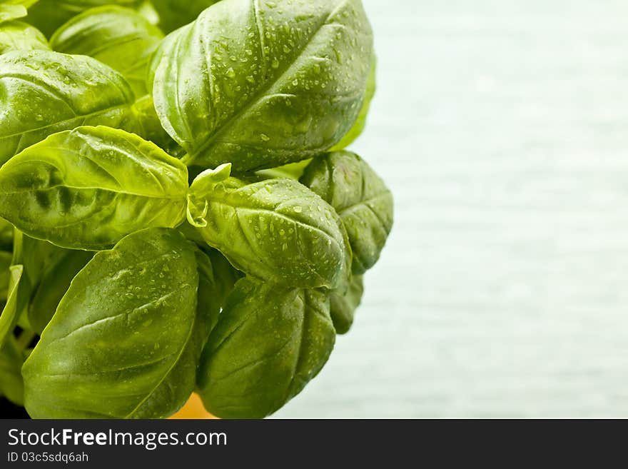 Photo of fresh green basil with water drops on it