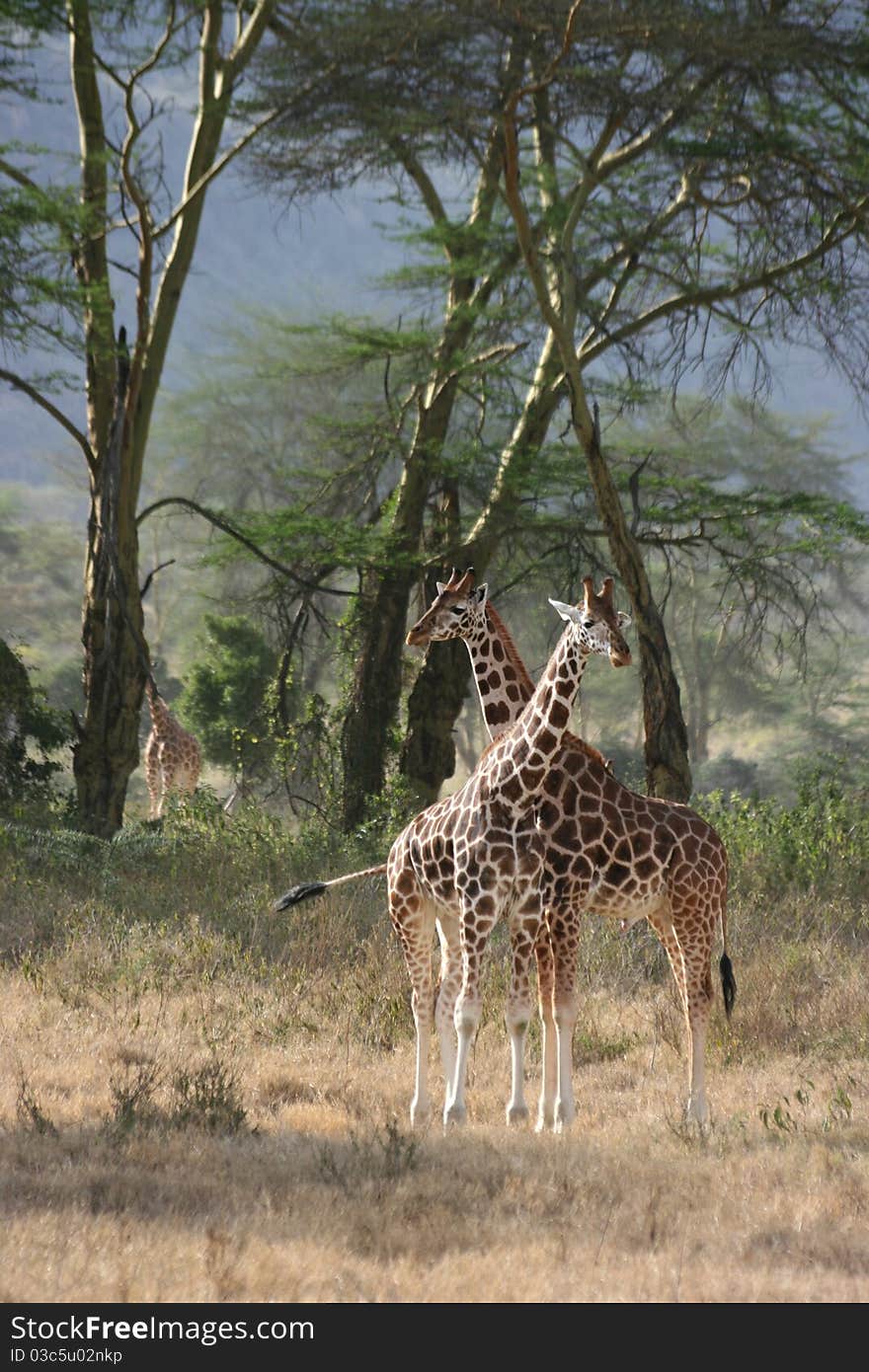 Two grown-up giraffes near by lake nakuru, kenya