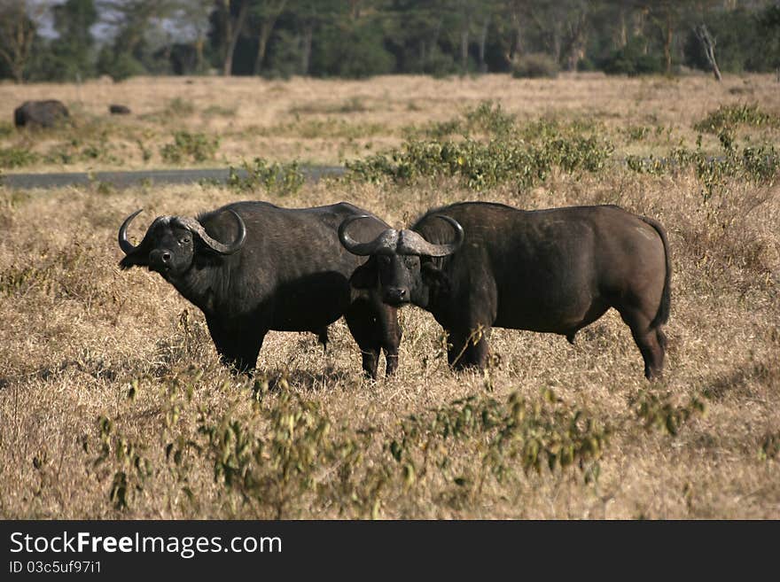 Two grown-up buffalos near by lake nakuru, kenya. Two grown-up buffalos near by lake nakuru, kenya