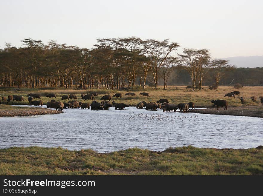 Big group of buffaloes are drinking nearby lake nakuru, kenya