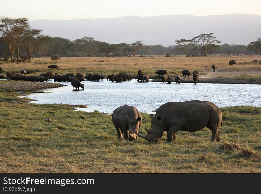 Two rhinos in front of a big group of buffaloes. Two rhinos in front of a big group of buffaloes