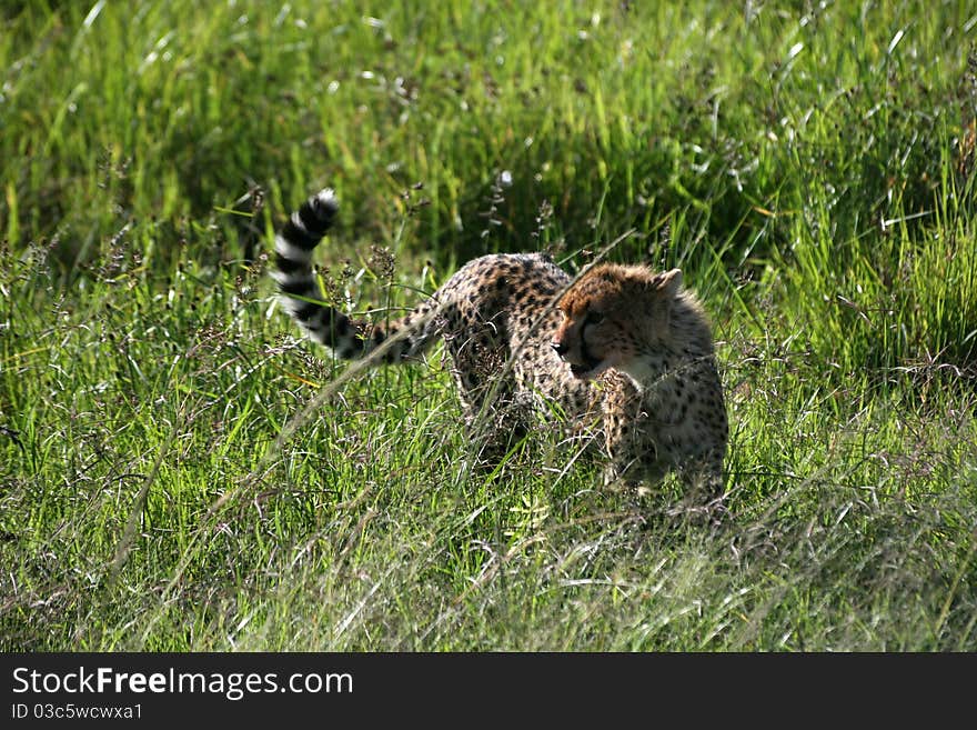 A cheetah in the grass of national park masai mara, kenia