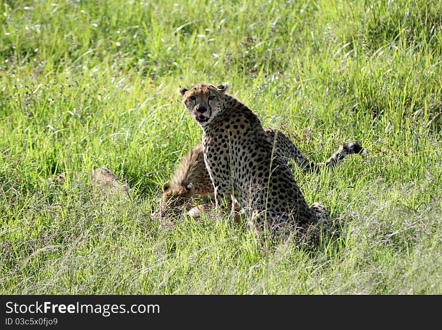 Three cheetahs are eating in the grass of national park masai mara, kenia