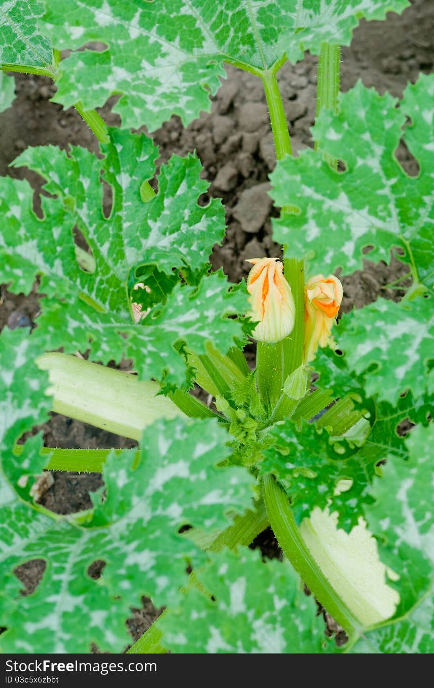 Squash leaves and flower