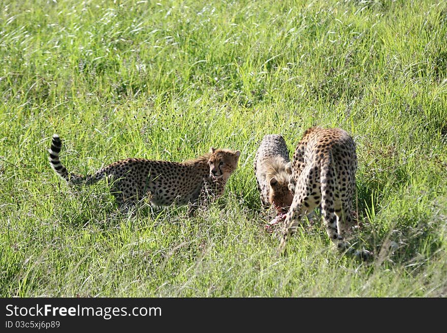 Three cheetahs are eating in the grass of national park masai mara, kenia