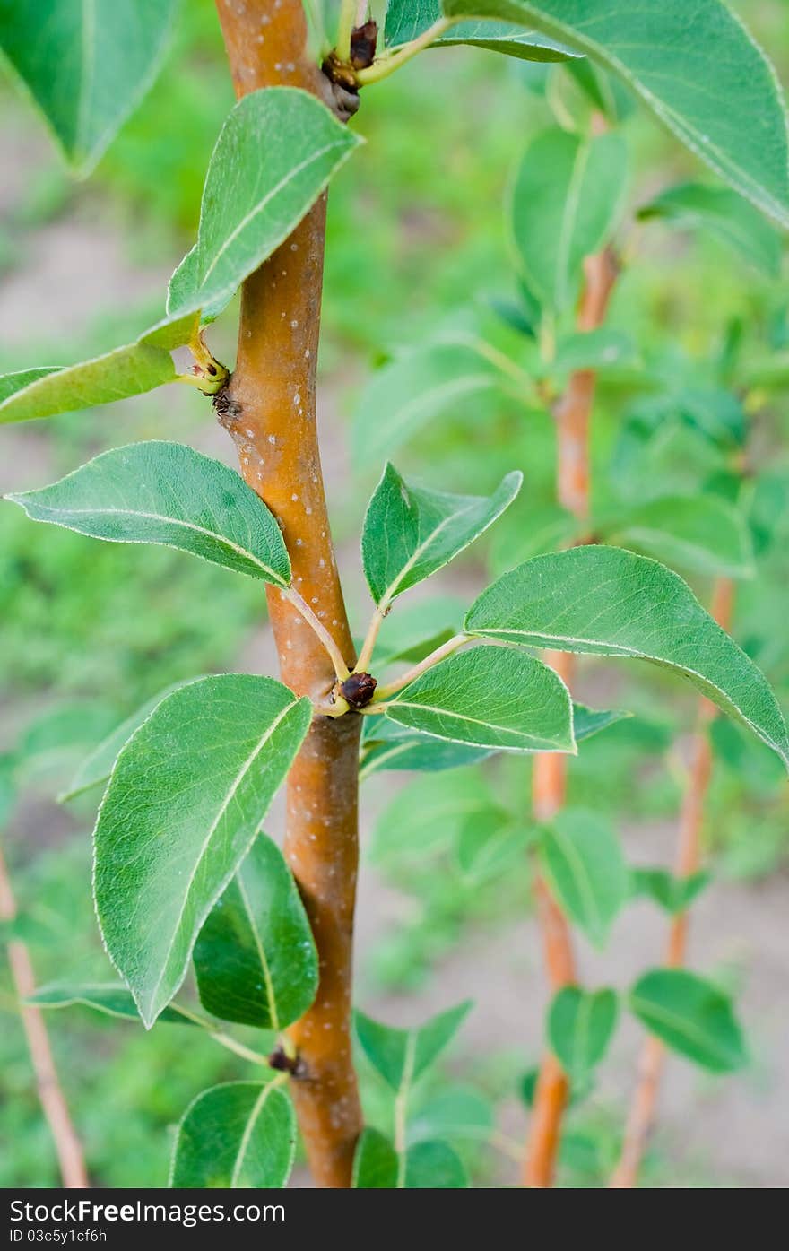 Closeup Of Green Aplle Leafs