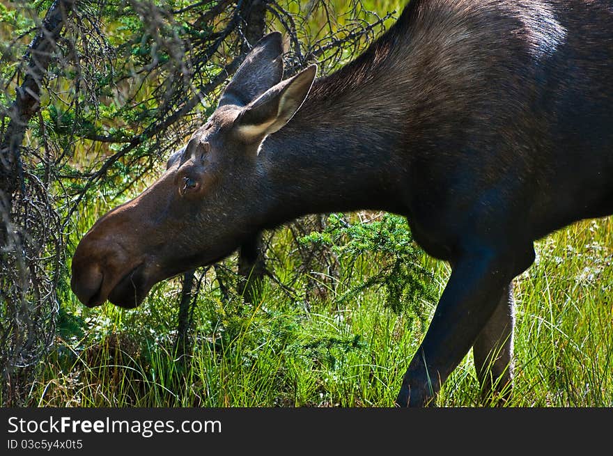 Young moose feeding in a meadow