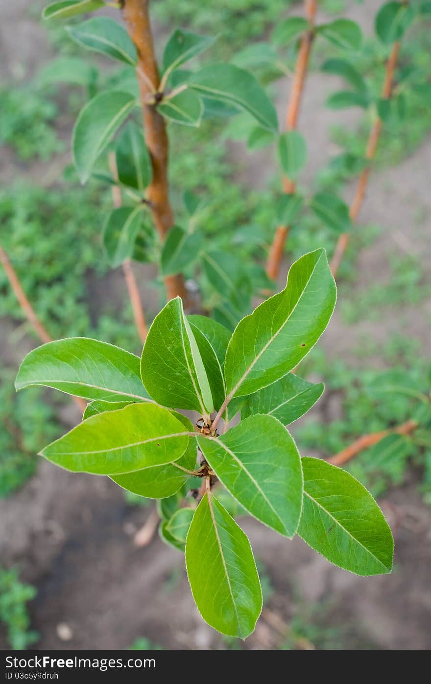 Closeup of green aplle leafs