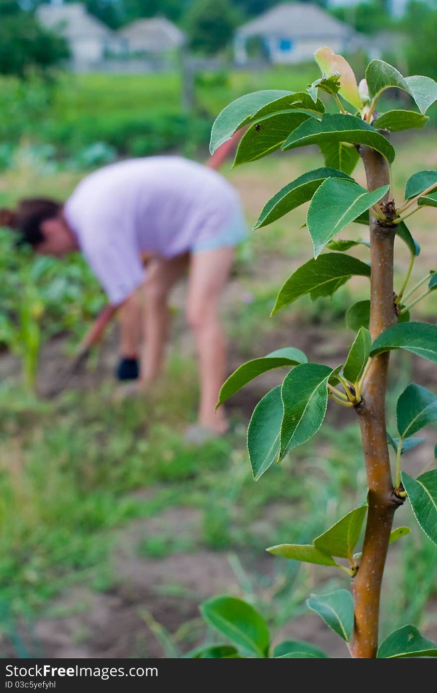 Aplle leafs with working woman on the background. Aplle leafs with working woman on the background