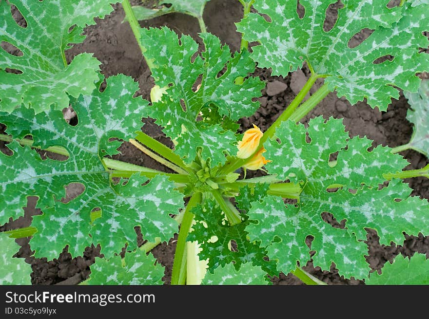 Squash leaves and flower on natural background