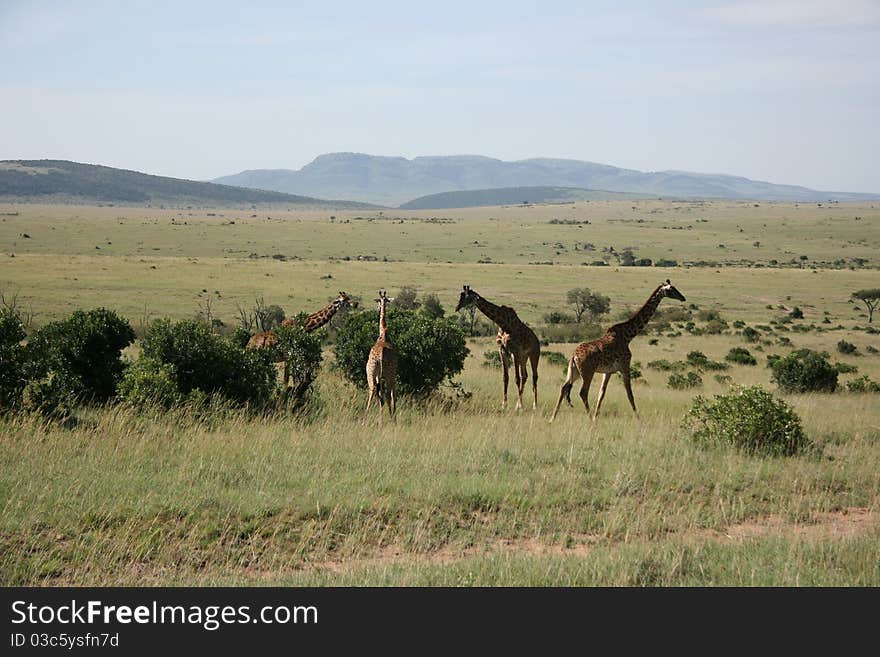 Four giraffes in national park masai mara, kenya