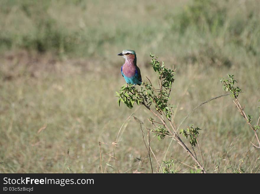 A small colorful bird (Lilac-breasted Roller) in national park masai mara, kenya