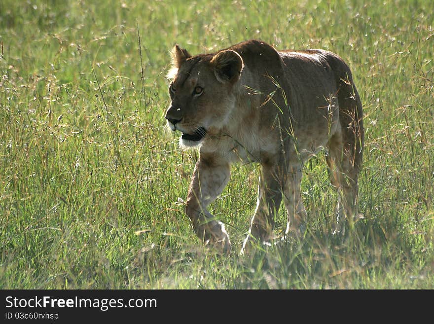 Female lion