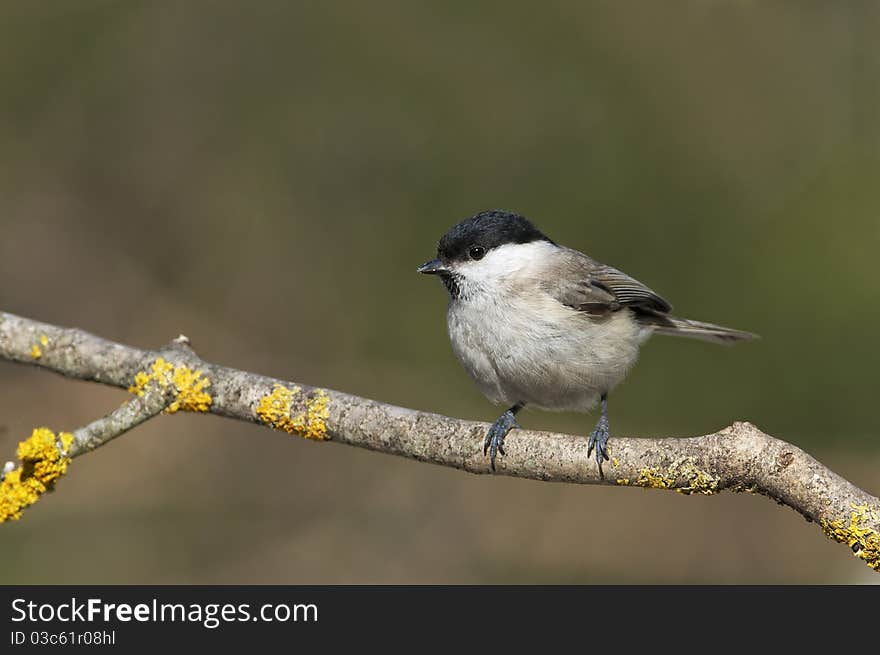 Marsh tit on branch front the beautiful background