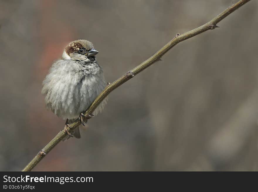 House Sparrow on branch front the beautiful background