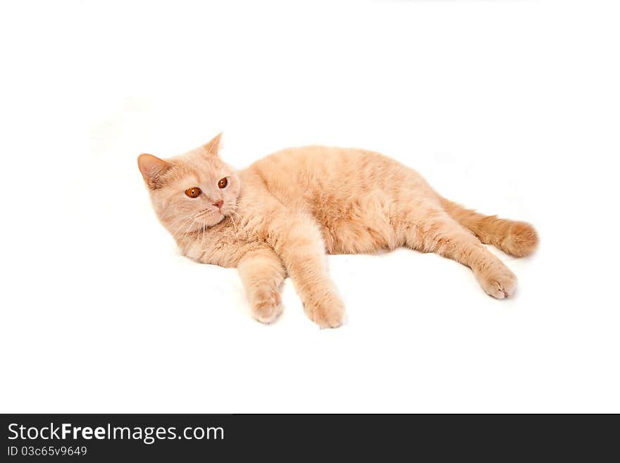 The big British red cat lies on a white background