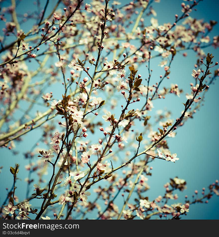 Blooming Apricot Trees