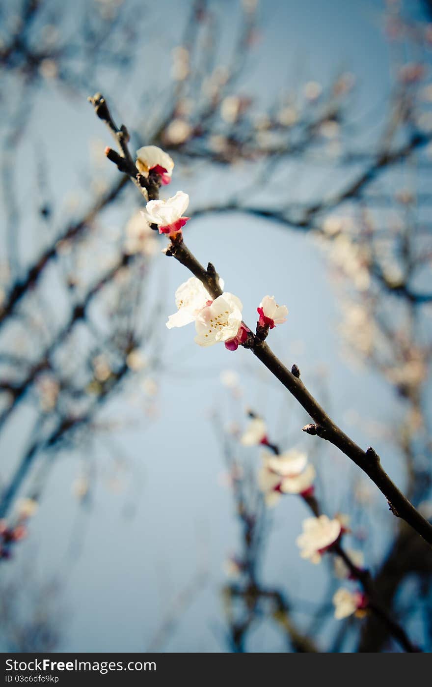 Spring Apricot branch and flowers. Spring Apricot branch and flowers