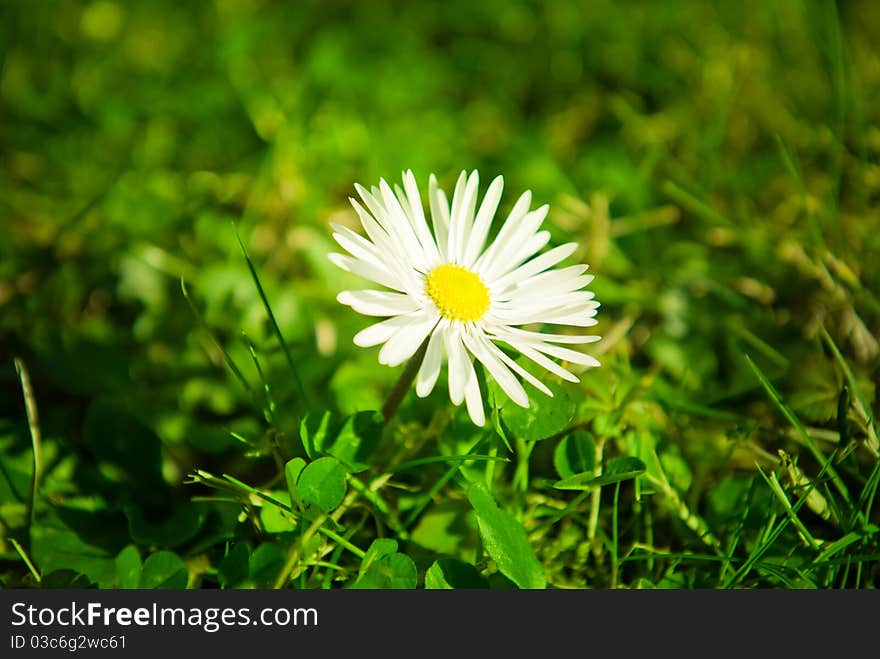 Macro of spring summer flower and grass. Macro of spring summer flower and grass