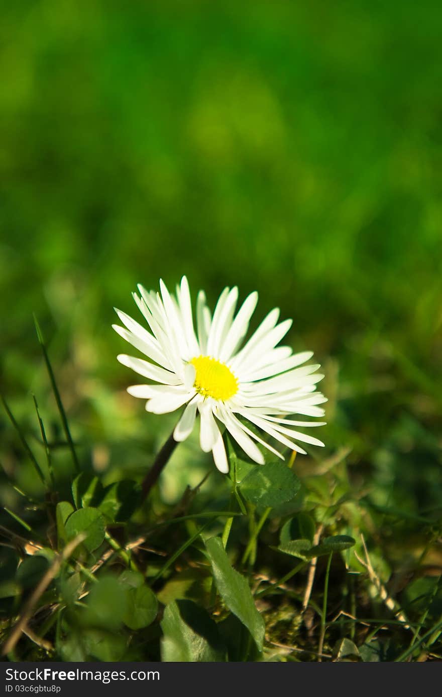 Macro of spring summer flower and grass. Macro of spring summer flower and grass