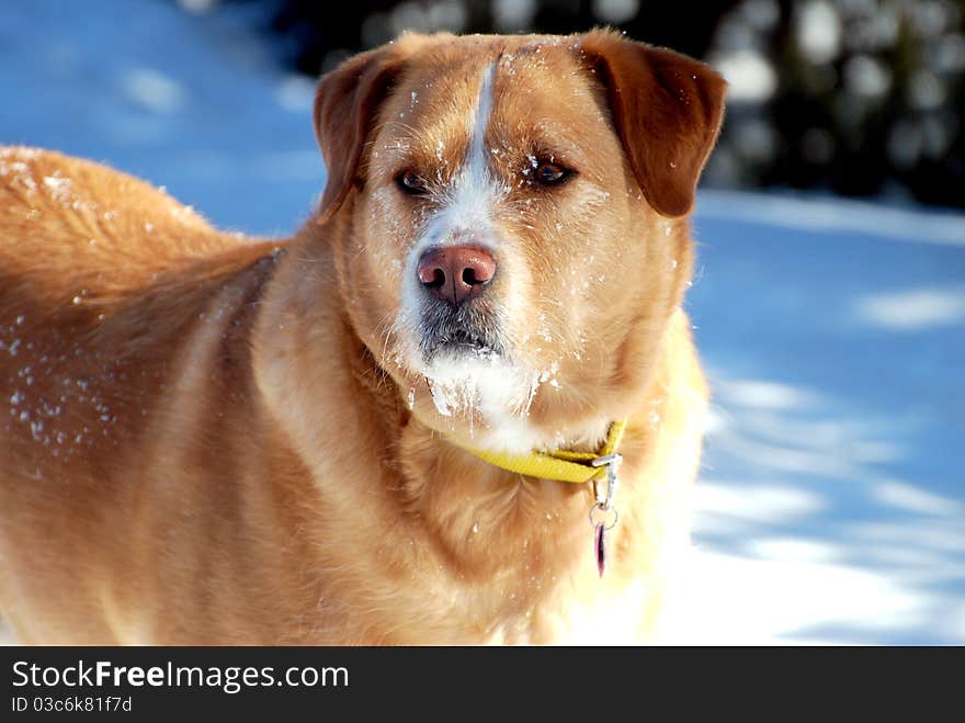 Watchful Dog with a Faceful of Snow