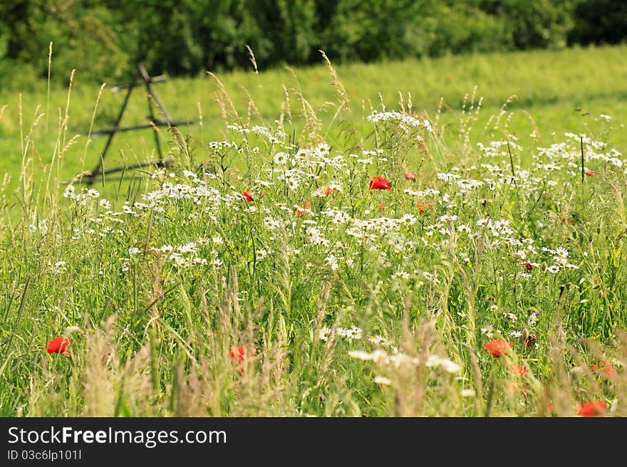 Meadow