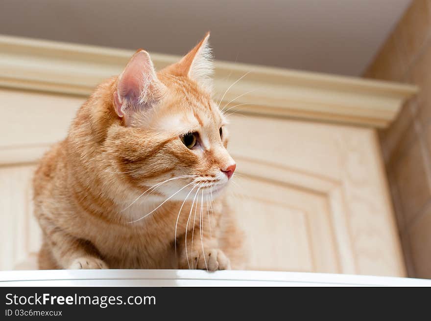 A young ginger tabby cat on kitchenl cupboard
