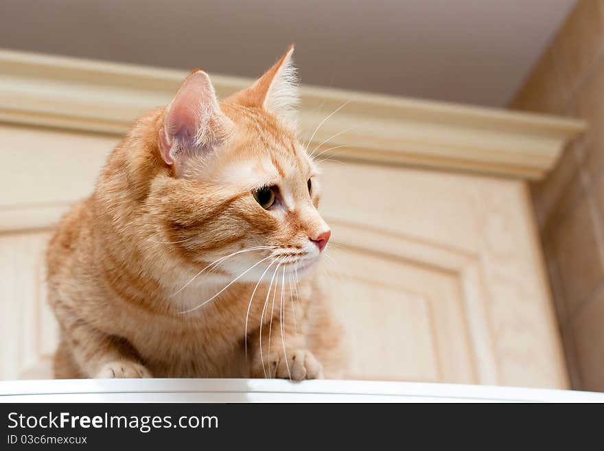 Ginger tabby cat