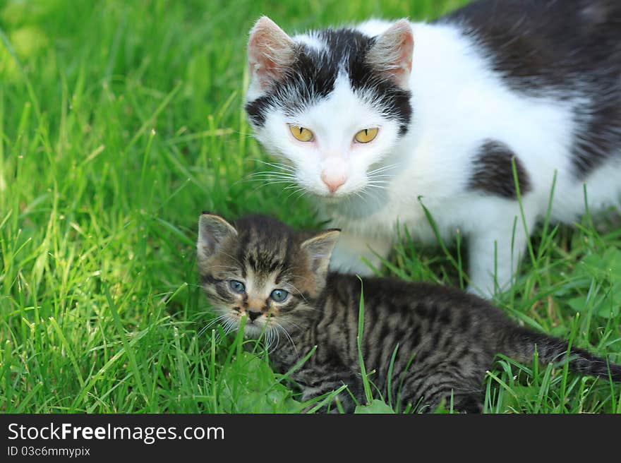 Cat family - mother and kitty in the garden