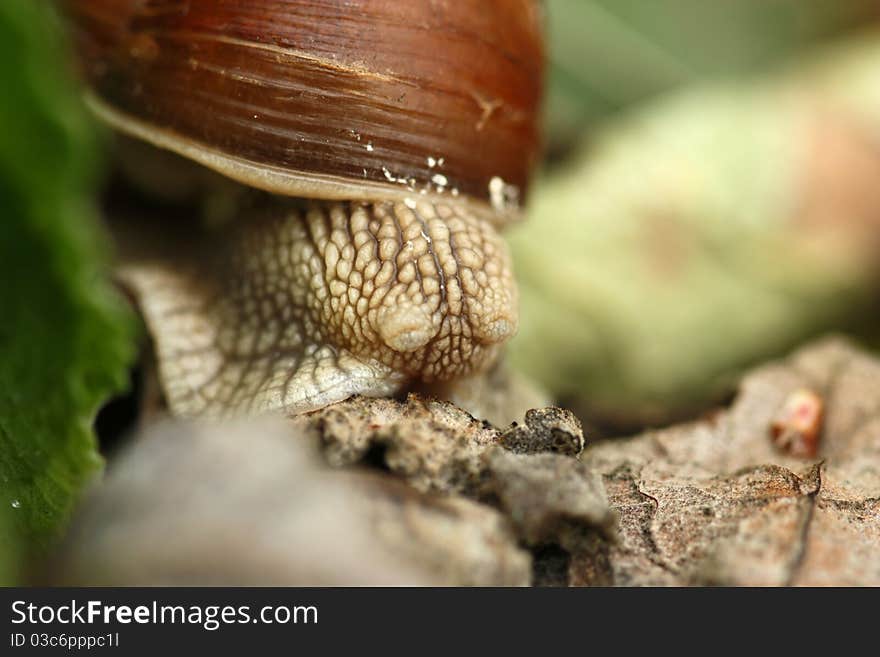 Macro of hidden snail. Shallow depth of field