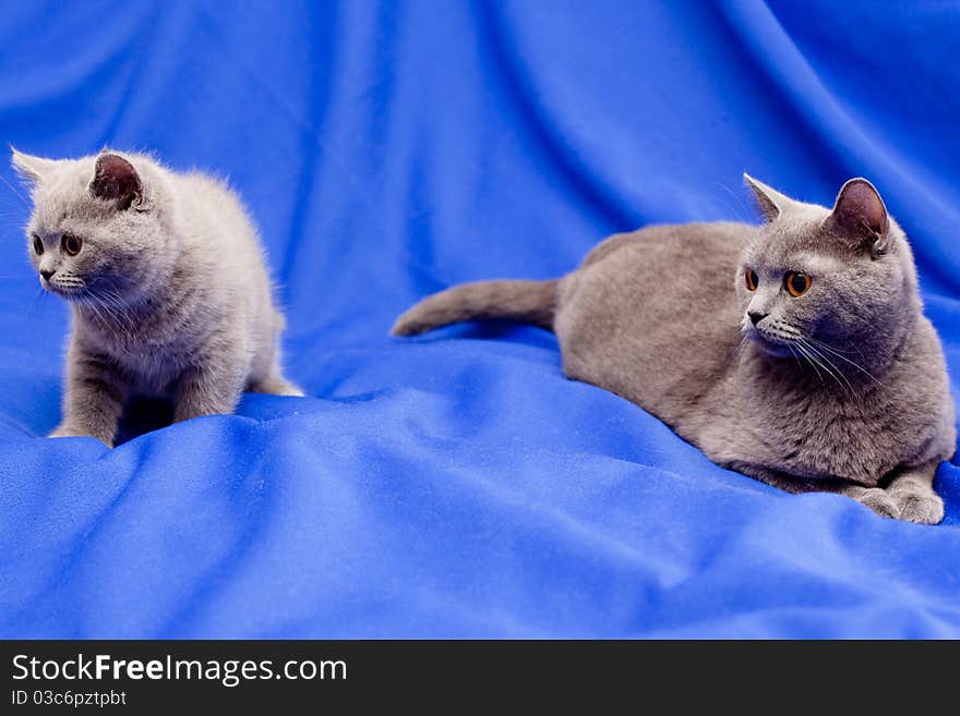 A British kitten and its mother on blue background. A British kitten and its mother on blue background