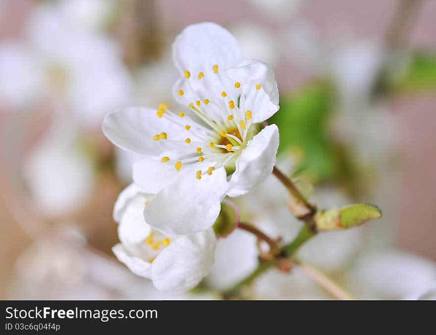 Close up of spring blossoms