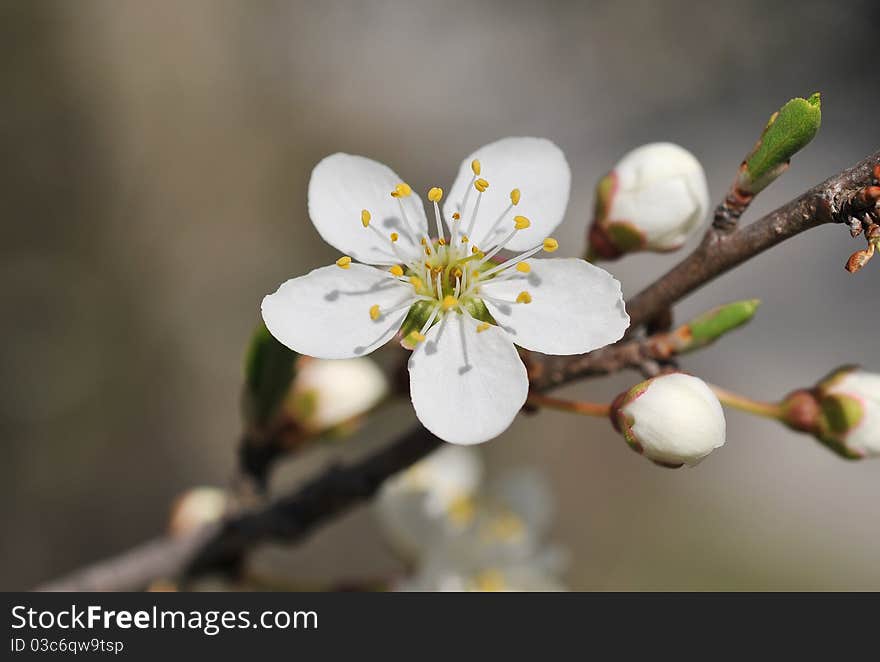 Close up of spring blossoms