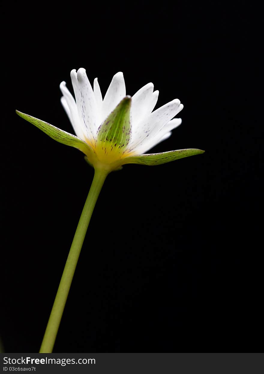 White lotus blossom with black background