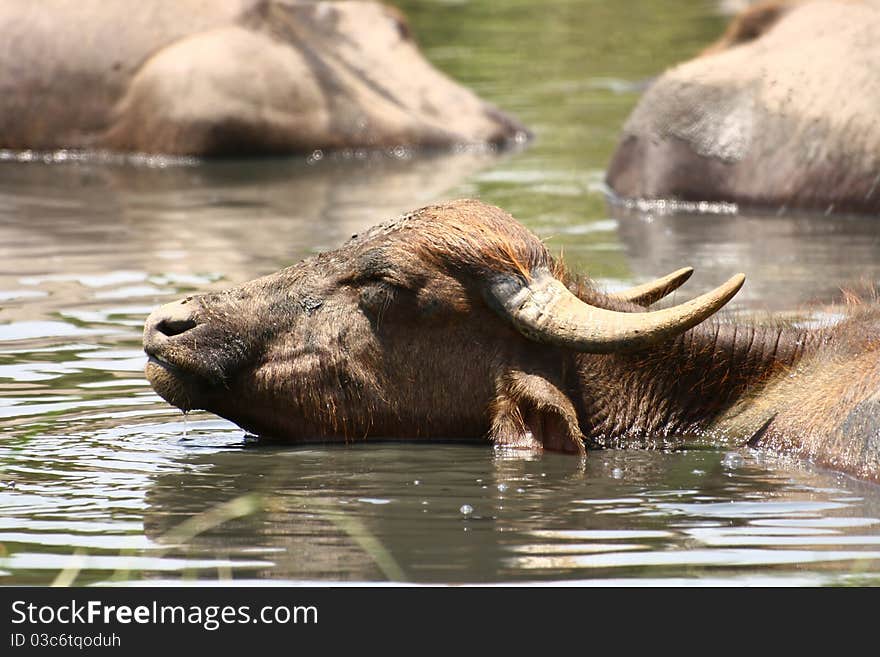 A cattle (buffalo) enjoying bath in water on a hot summer afternoon. A cattle (buffalo) enjoying bath in water on a hot summer afternoon.