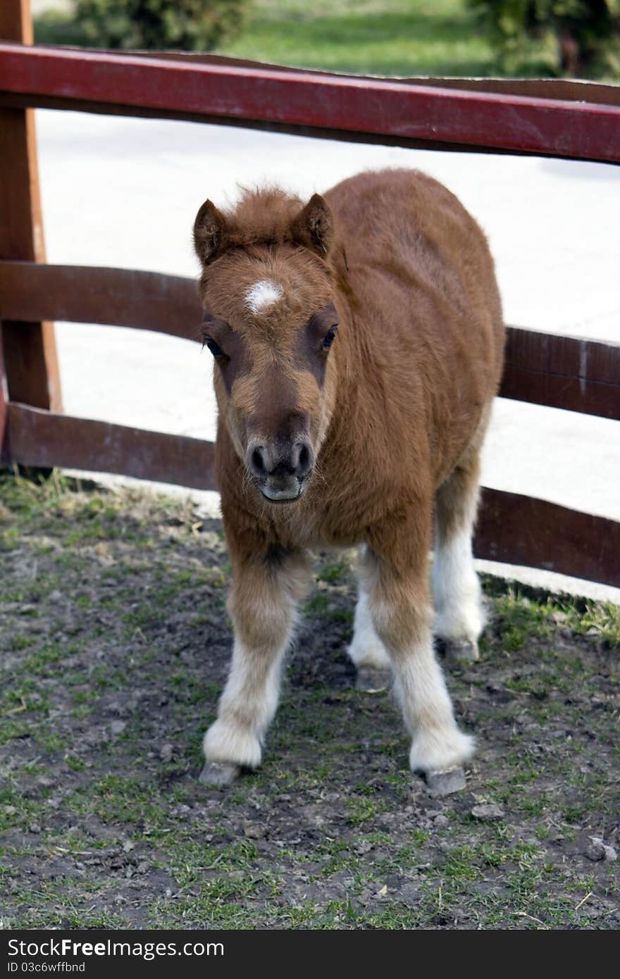 Brown baby pony with white legs in the farm