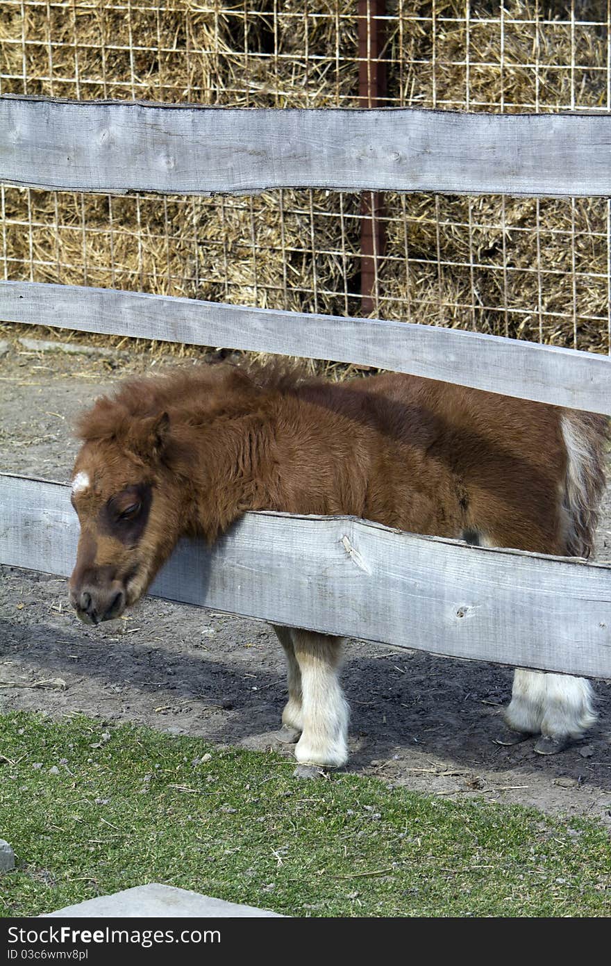 Brown baby pony with white legs in the farm