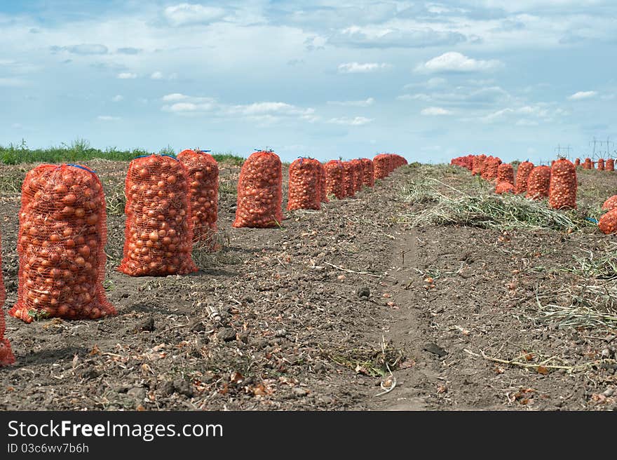 Sacks with fresh gathered onion on the field. Sacks with fresh gathered onion on the field