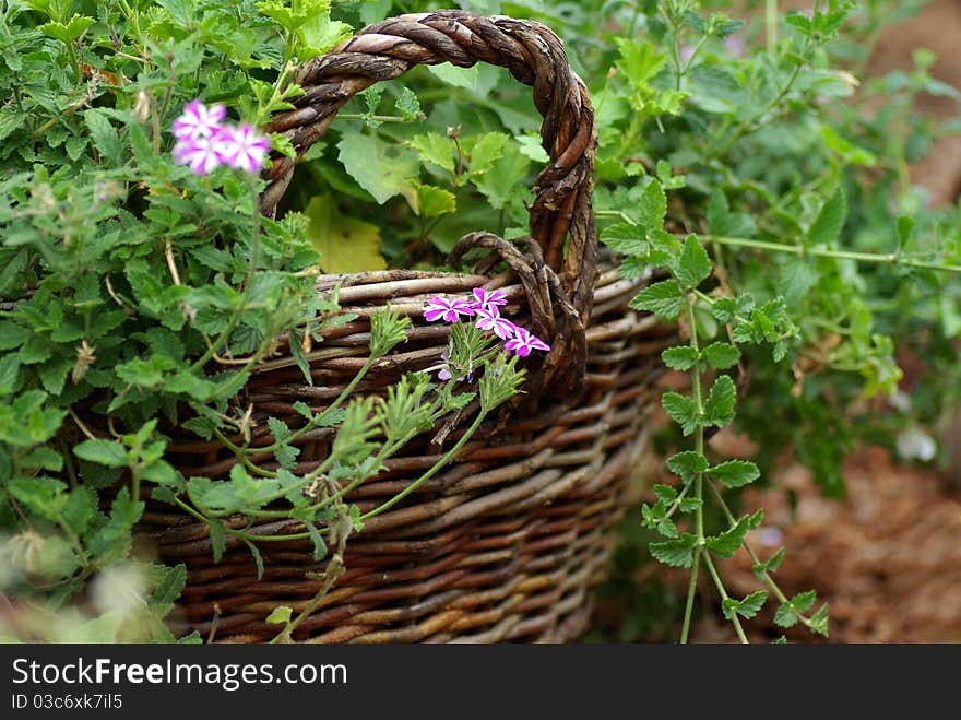 Wattled basket is filled by green plants