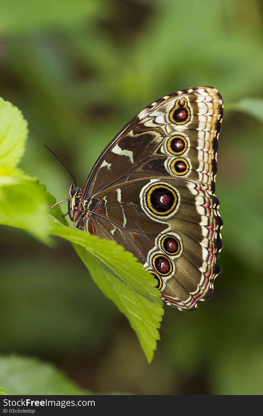 Colorful Owl Butterfly close up shot.