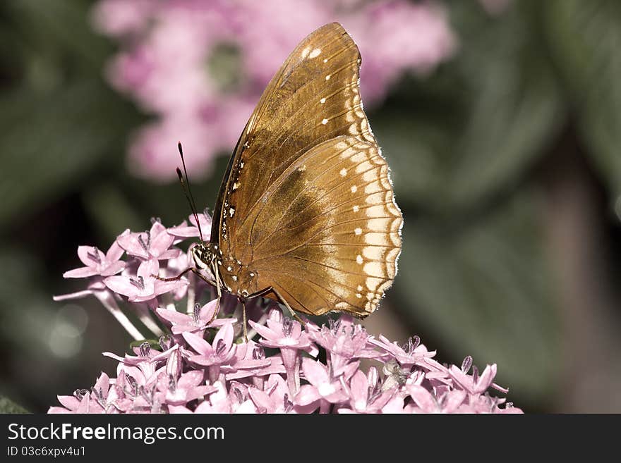 Brown Butterfly on a pastel background.