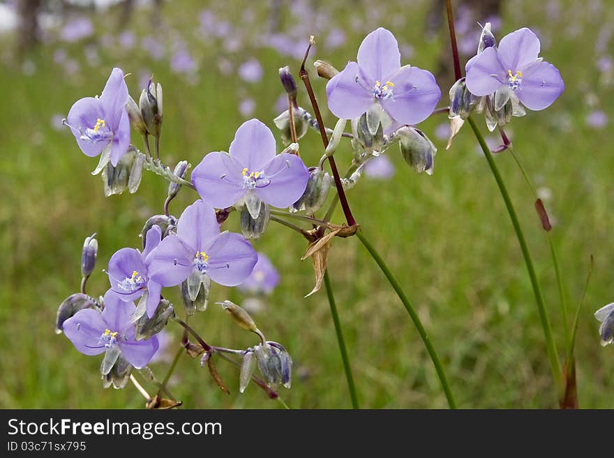 Commelina in Pu Soi Dow Mountain Thailand.